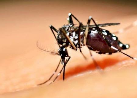 Dengue: Brasil tem 12 mortes e mais de 120 mil casos prováveis